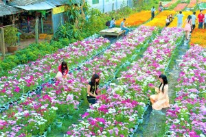 Van Thanh Flower Village